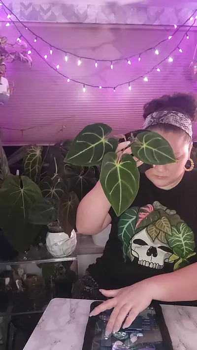 plant/Black Regale- Rare Find 0335-0-thumbnail