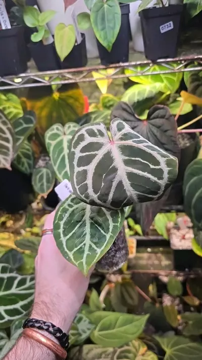 plant/Dorayaki x (Zara x Michelle) Lightly Rooted Division-0-thumbnail