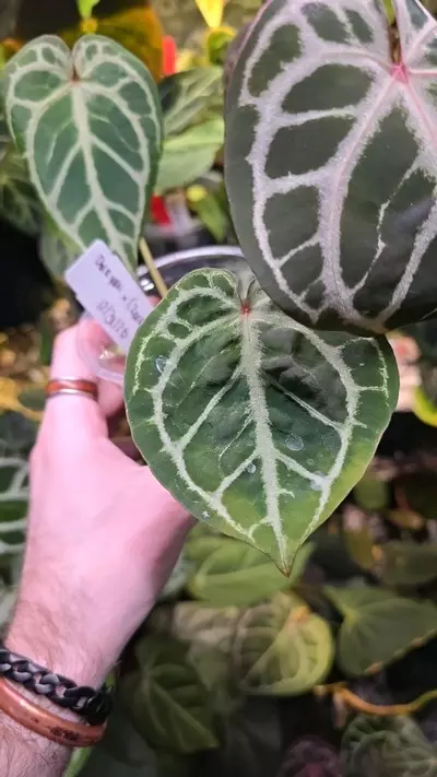 plant/Dorayaki x (Zara x Michelle) Lightly Rooted Division-2-thumbnail