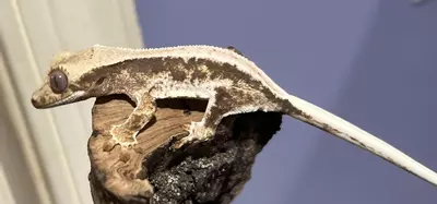 plant/Npv Lillywhite High coverage 5g-2-thumbnail