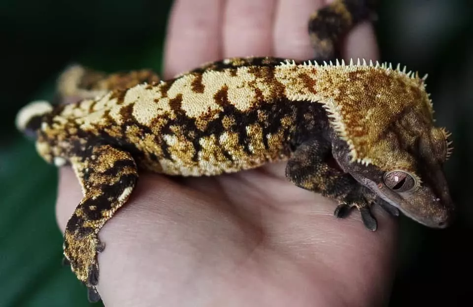 plant/Geyser - RTB male by Enzo Reptiles out of Canik x Vulcan-3