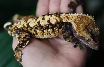 plant/Geyser - RTB male by Enzo Reptiles out of Canik x Vulcan-3-thumbnail