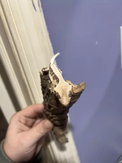 plant/Npv Lillywhite High coverage 5g-4-thumbnail