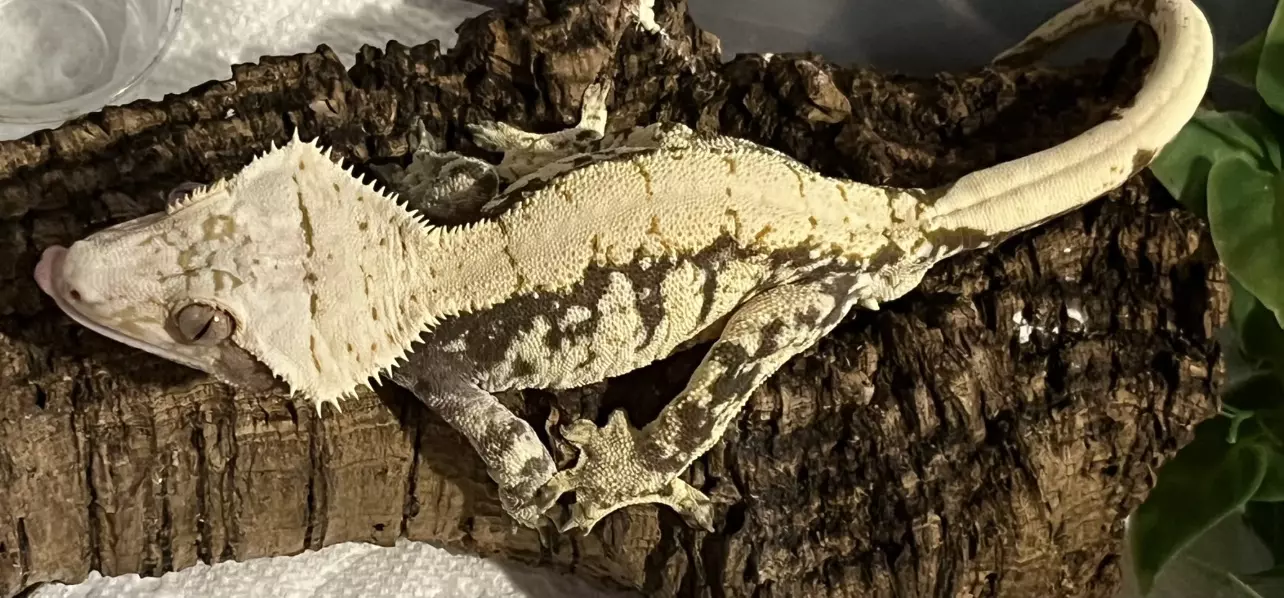 plant/black and cream Extreme kds line male rtb 42g CRAZY head-1