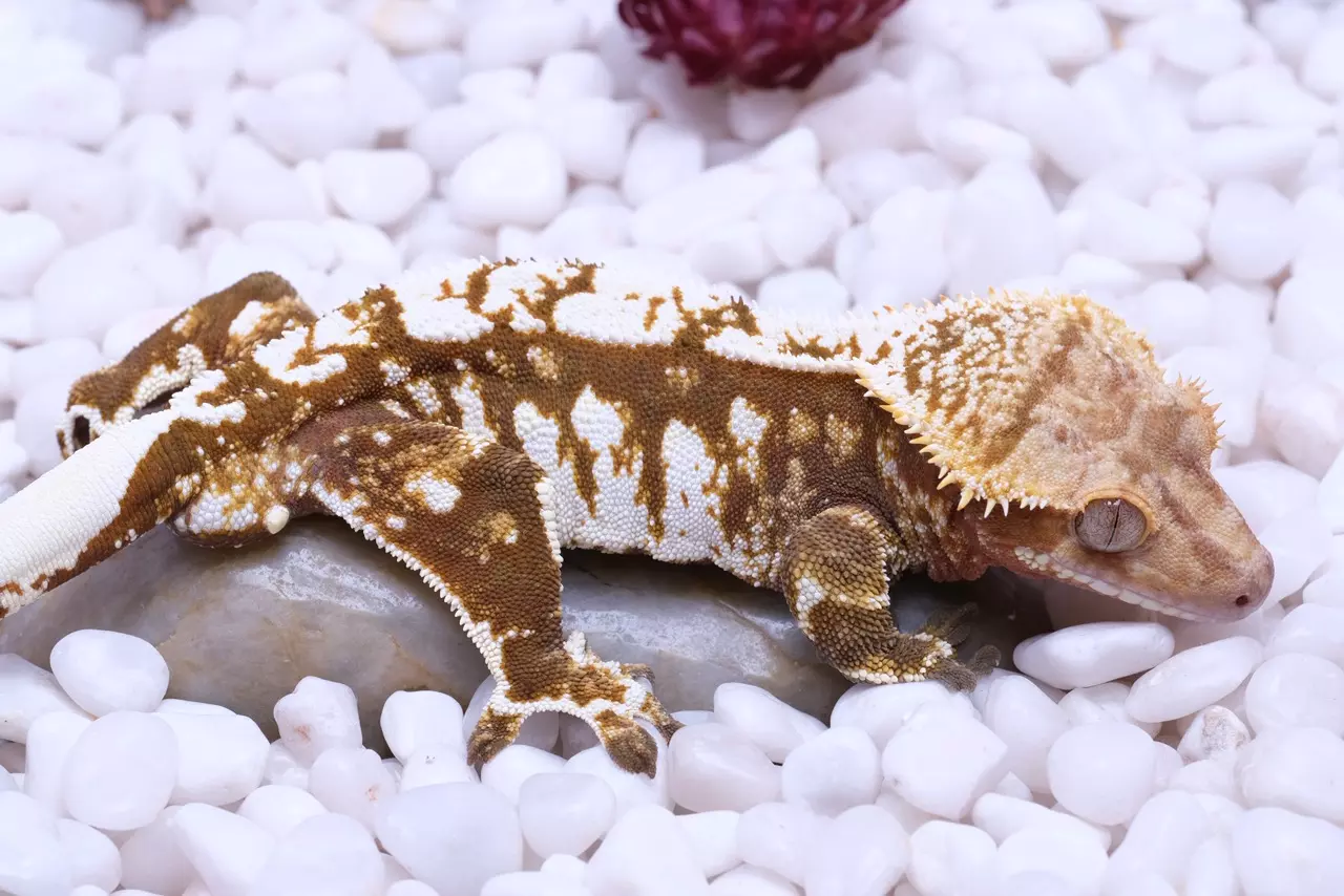 plant/Rusty - proven Male out of Saison x Frezza-1