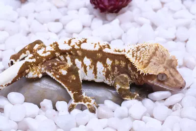 plant/Rusty - proven Male out of Saison x Frezza-1-thumbnail