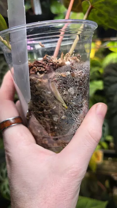 plant/Dorayaki x (Zara x Michelle) Lightly Rooted Division-3-thumbnail