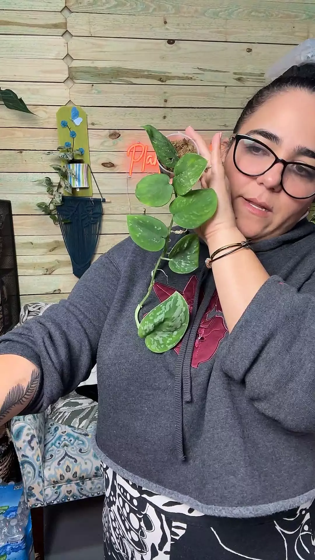 plant/3400 sparkling lava-0