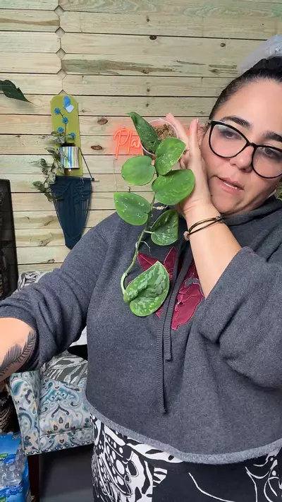 plant/3400 sparkling lava-0-thumbnail