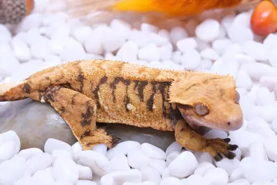 plant/Inmate- Halloween XXX female RTB - by Northern Gecko-0-thumbnail