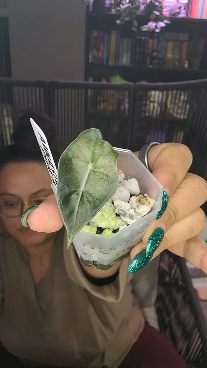 plant/alocasia polly pink mint #5-0