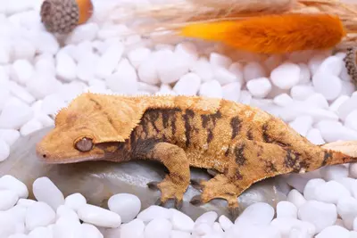 plant/Inmate- Halloween XXX female RTB - by Northern Gecko-1-thumbnail