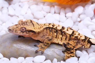 plant/Geyser - RTB male by Enzo Reptiles out of Canik x Vulcan-1-thumbnail