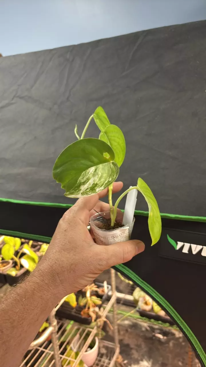 plant/Scindapsus Jade Satin Aurea 3” (WW)-0