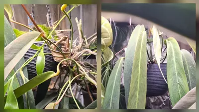 plant/x3 (Wendlingeri x Scherzerianum) x Tarrazuense-0-thumbnail