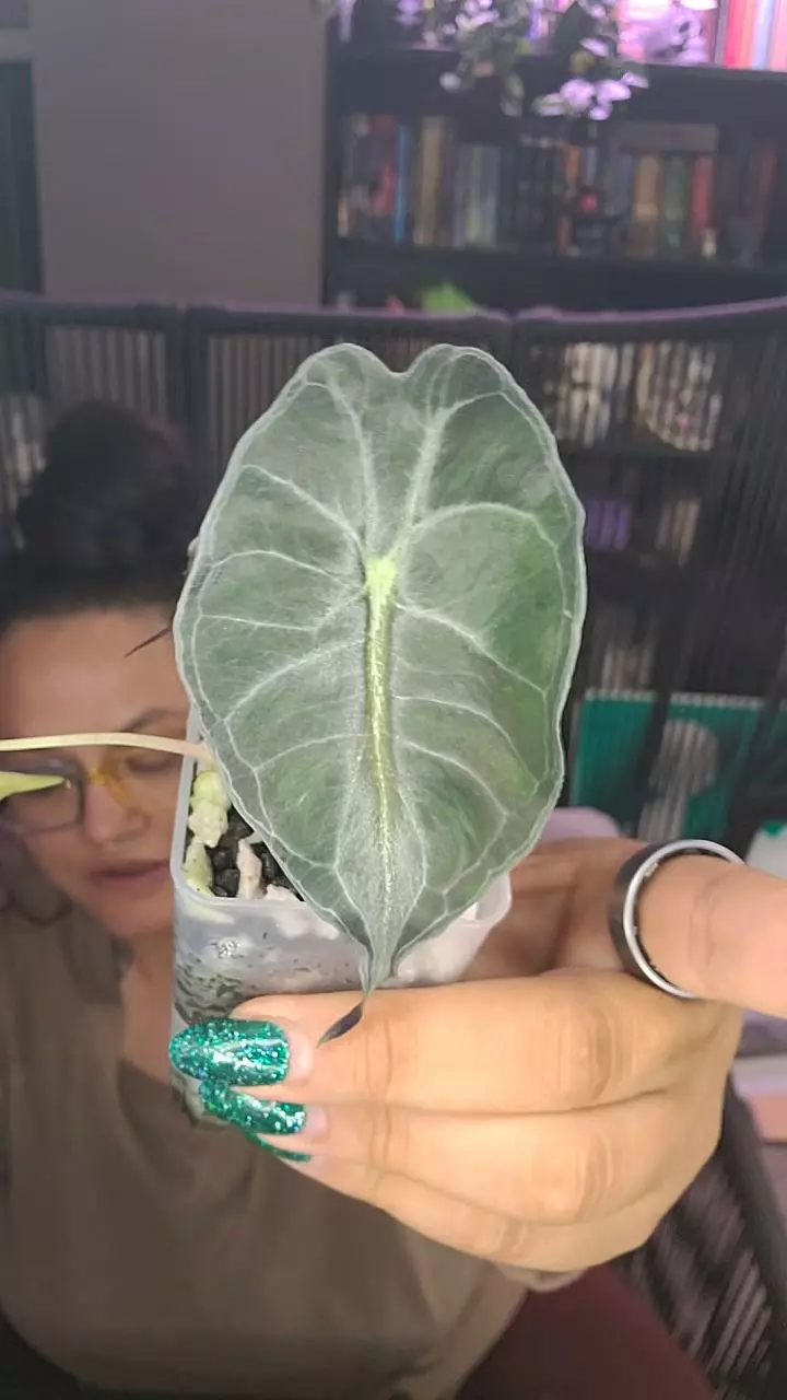 plant/alocasia venom #12-0
