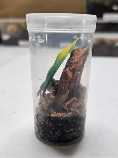 plant/Enclosure kit arboreal sling spider vial-2-thumbnail