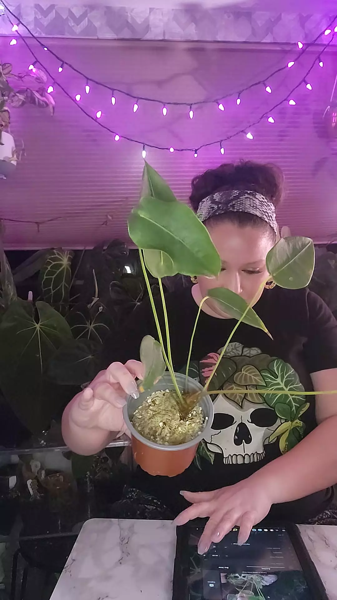 plant/👽Peltigerum👽 weirdo 0122-0