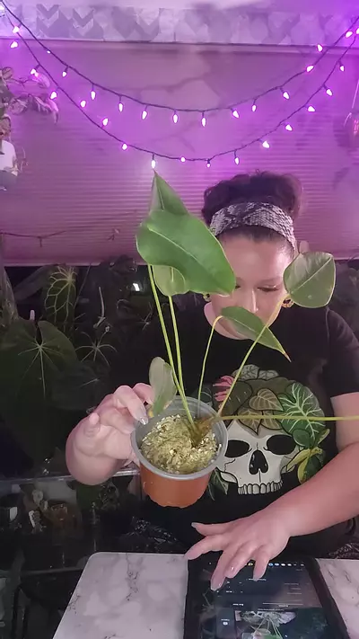 plant/👽Peltigerum👽 weirdo 0122-0-thumbnail