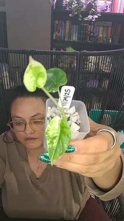 plant/alocasia dragon scale albo #4-0-thumbnail