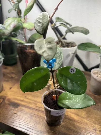 plant/SMS No ID-0-thumbnail