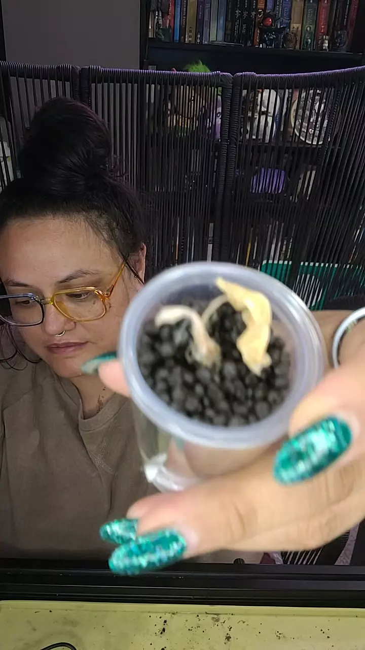 plant/alocasia longi albo pink back CORM-0