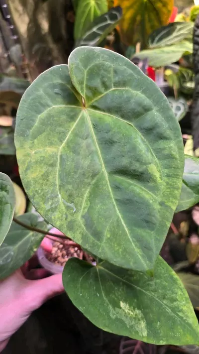 plant/Variegated RVDP Self-1-thumbnail