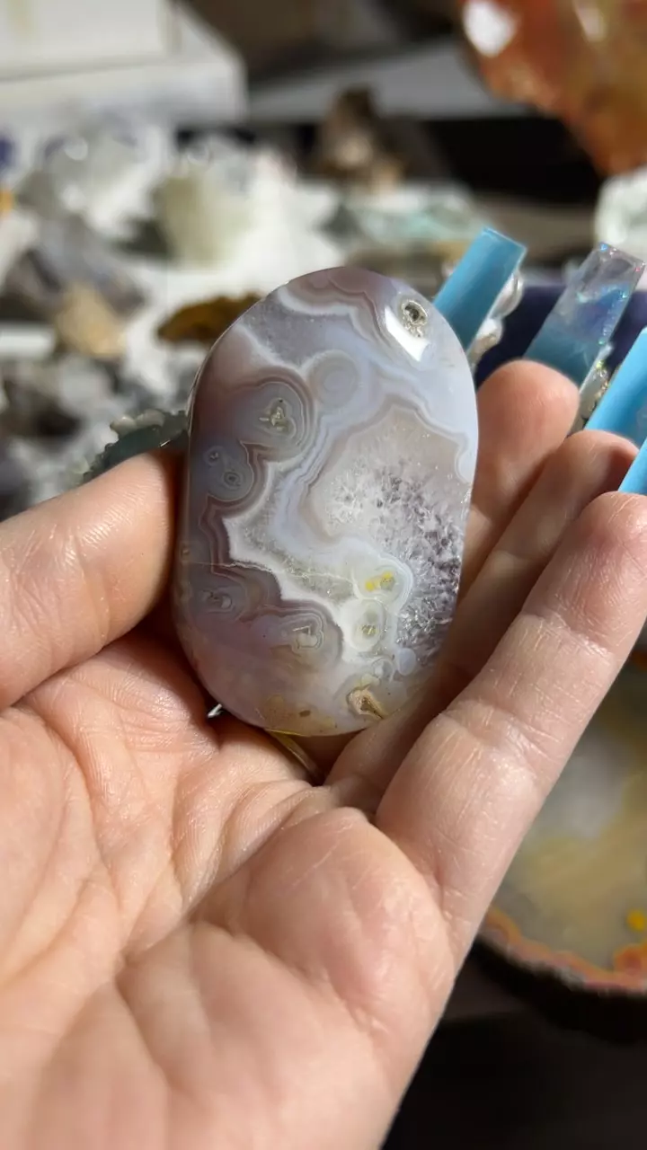 plant/Swazi Agate Palm-0