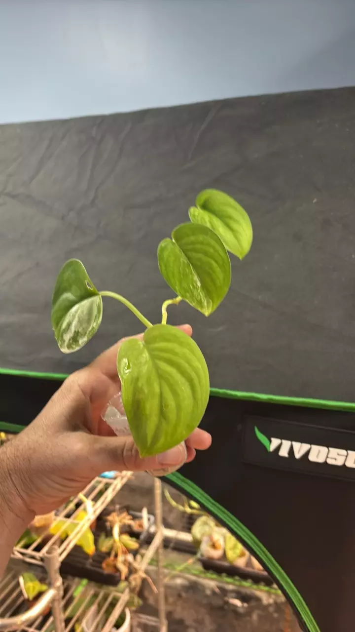 plant/Scindapsus Jade Satin Aurea 3” (WW)-1