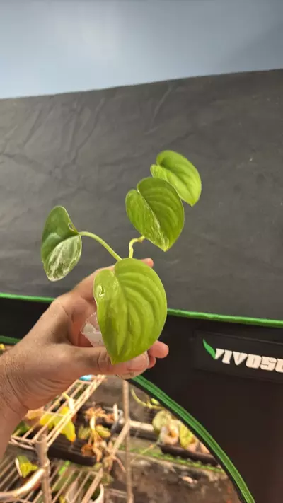 plant/Scindapsus Jade Satin Aurea 3” (WW)-1-thumbnail