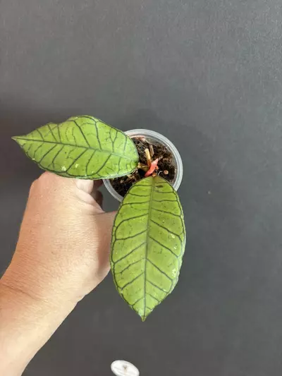 plant/Gunung Gading-0-thumbnail