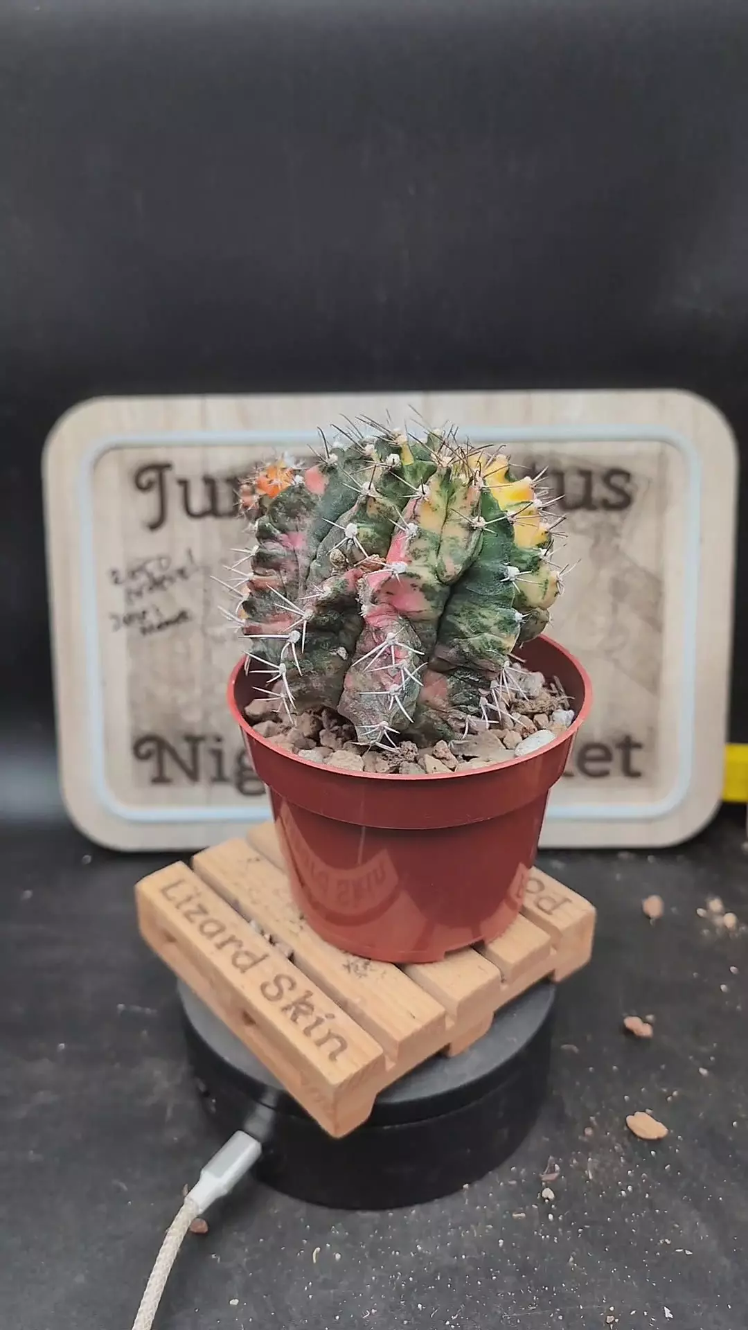 plant/m437 vari gymno rib shifter 4" pot-0