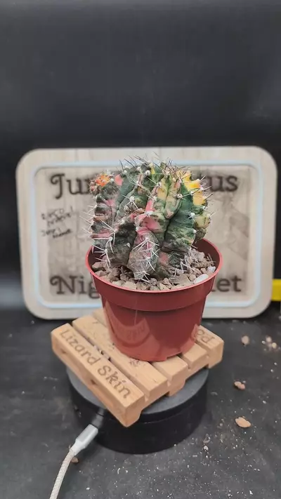 plant/m437 vari gymno rib shifter 4" pot-0-thumbnail