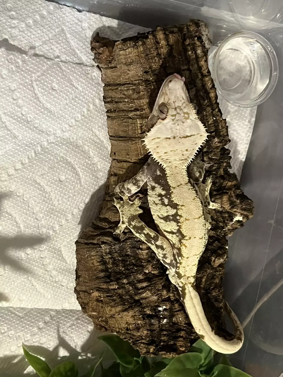 plant/black and cream Extreme kds line male rtb 42g CRAZY head-2