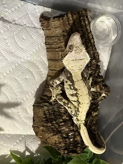 plant/black and cream Extreme kds line male rtb 42g CRAZY head-2-thumbnail