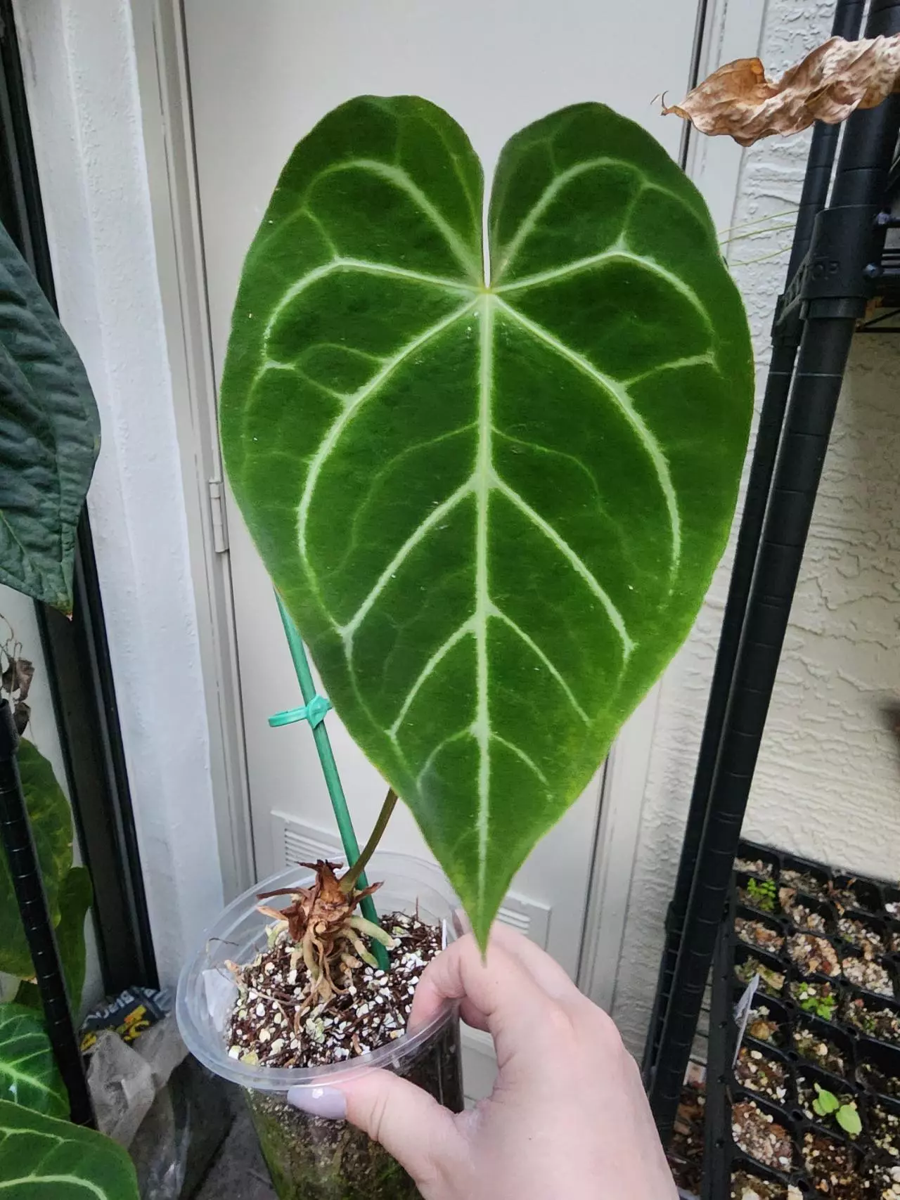 plant/Stunner FTG Crystal Mag mature-0