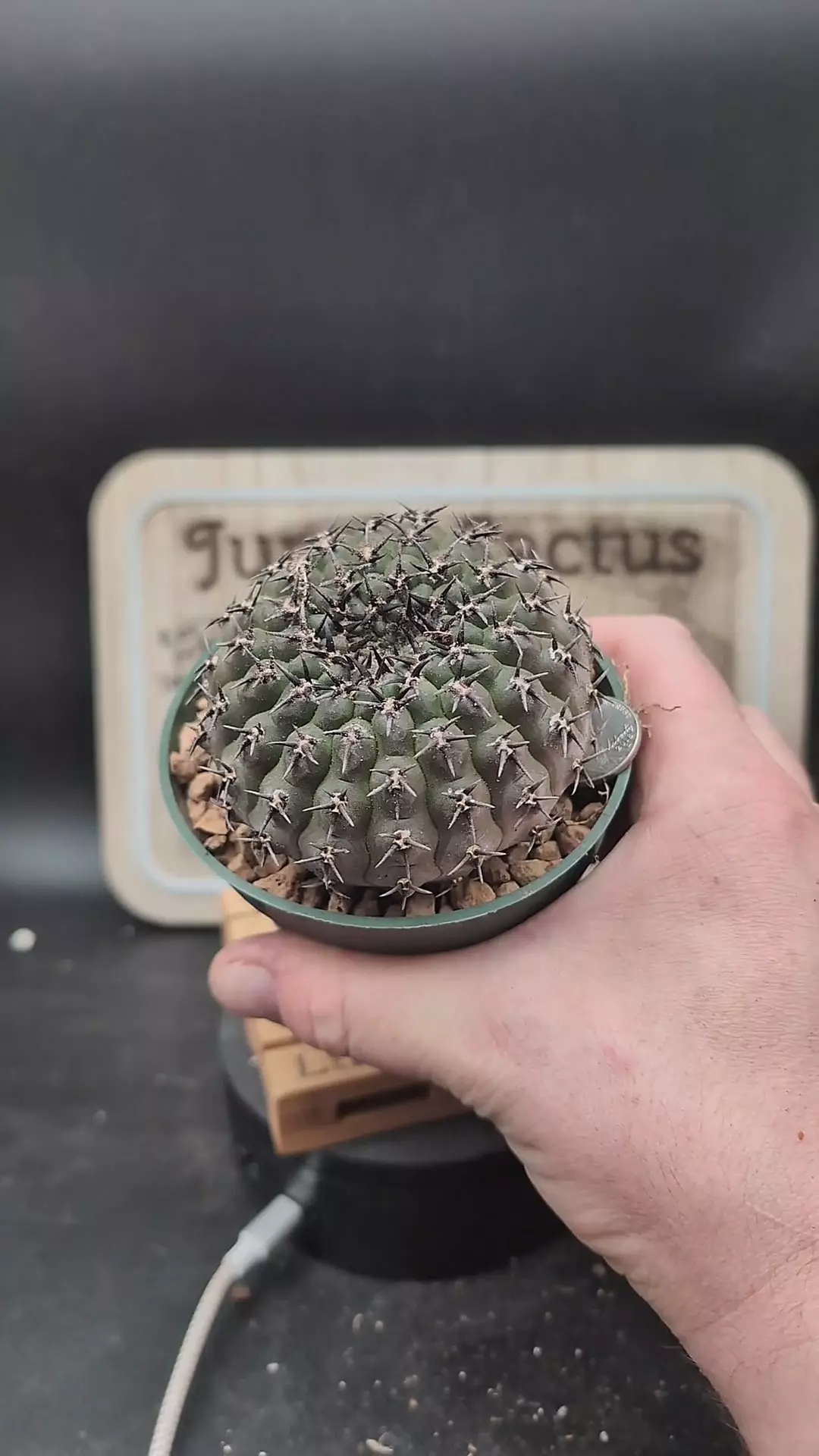 plant/m446 gymnocalycium asterium f. nigrispina 4" pot-0