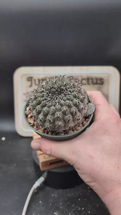 plant/m446 gymnocalycium asterium f. nigrispina 4" pot-0-thumbnail
