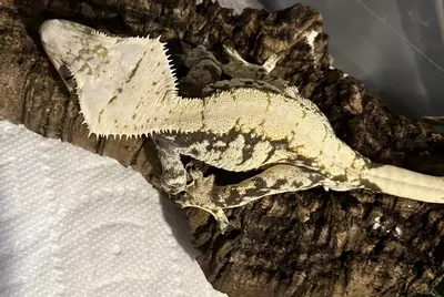 plant/black and cream Extreme kds line male rtb 42g CRAZY head-0-thumbnail