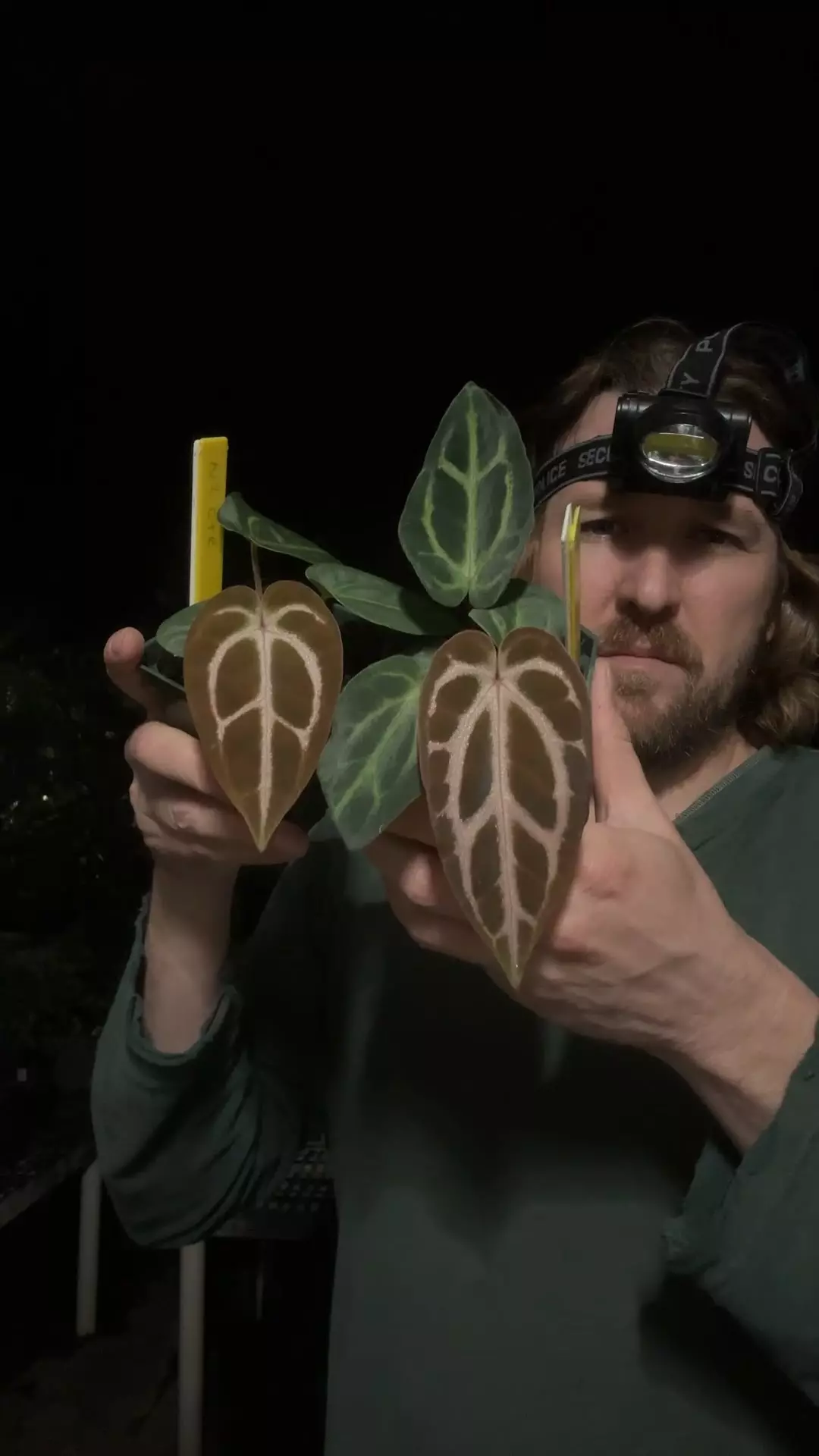 plant/[450 452] Carlablackiae RA 10 x OG 2-0