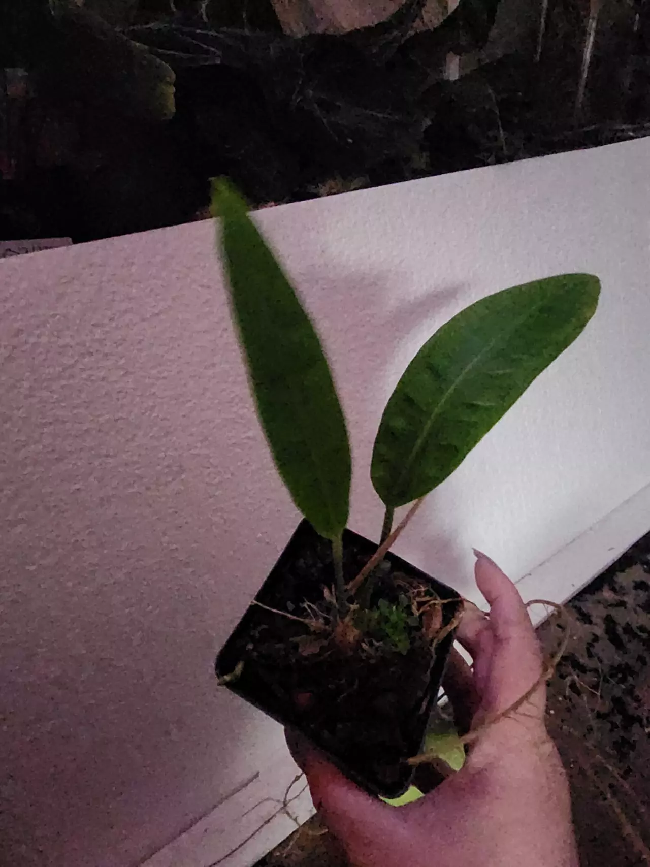 plant/sp morona-0