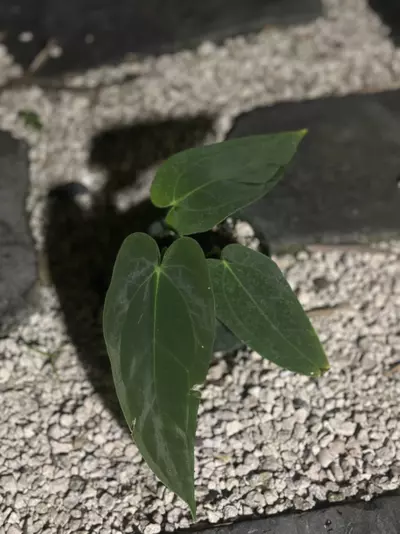 plant/Pink Spider x pap 2-0-thumbnail