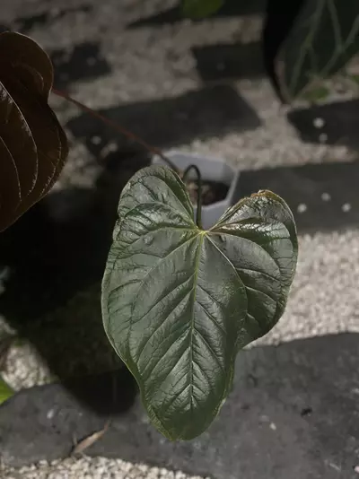 plant/Queen of Hearts large-1-thumbnail