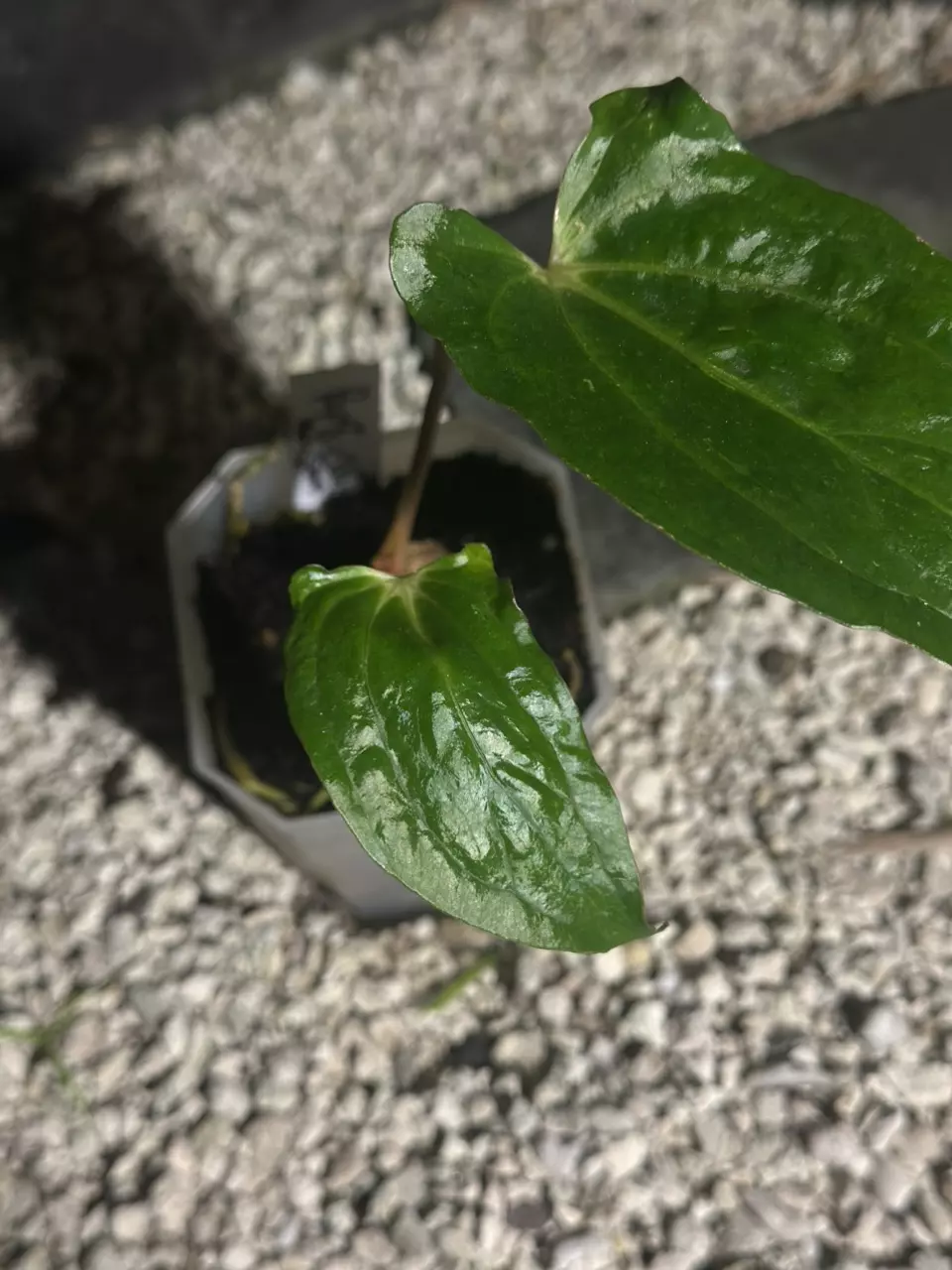 plant/Pap 8 x Soul Reaper-1