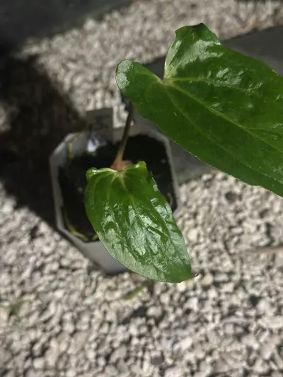 plant/Pap 8 x Soul Reaper-1-thumbnail