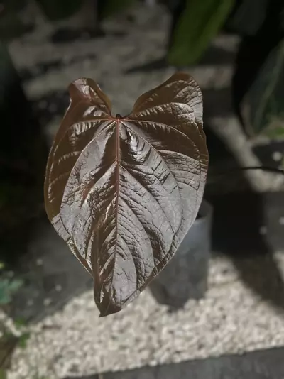 plant/Queen of Hearts large-0-thumbnail