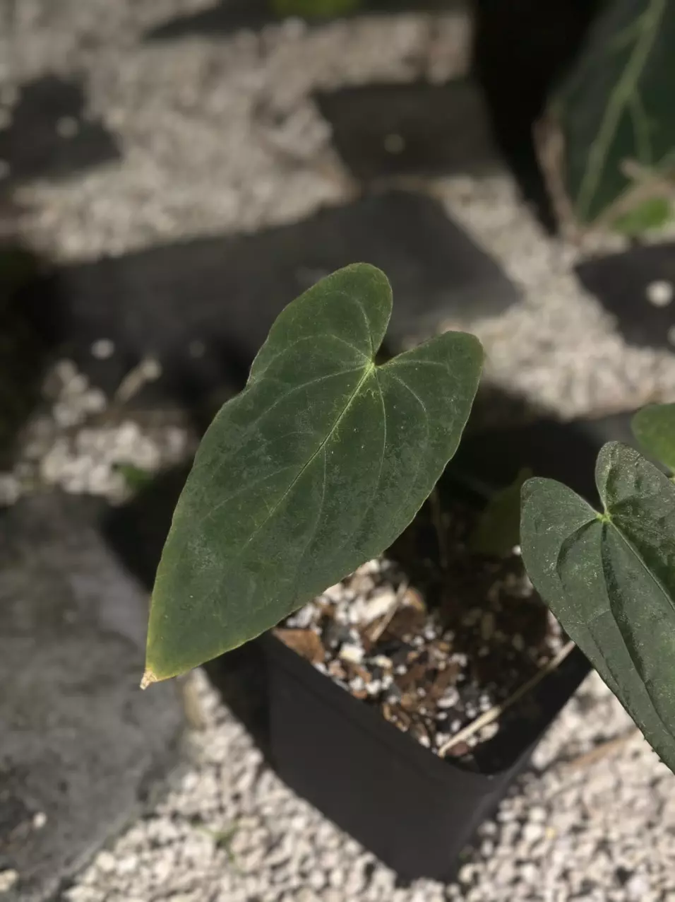 plant/(Midnight Velvet x Pap) x RVDP-1