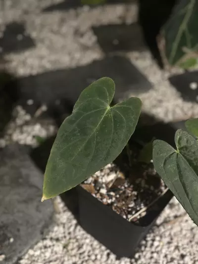 plant/(Midnight Velvet x Pap) x RVDP-1-thumbnail