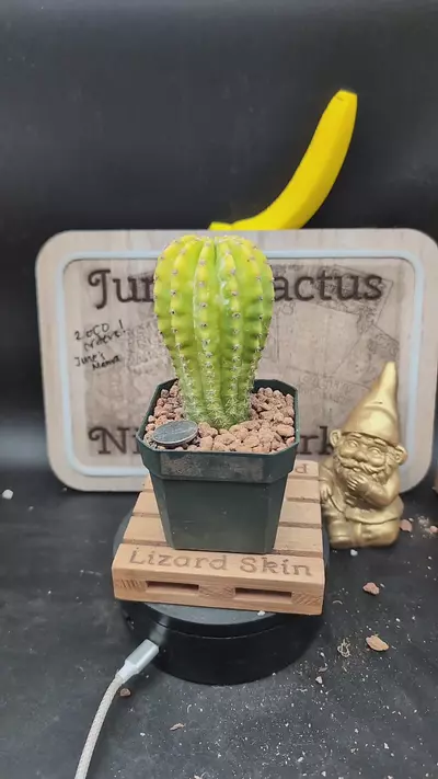 plant/m457 Echinopsis cv Lemon-Lime 2.75" pot-0-thumbnail