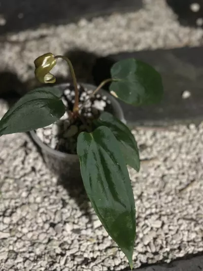 plant/Tezula Carla/Bess x BVEP-0-thumbnail